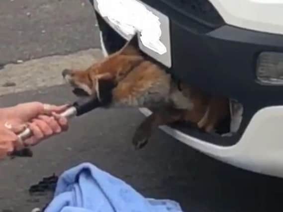 Photo issued by the RSPCA of a fox which was rescued from a car grille in Letchworth Garden City, Hertfordshire after being stuck for 12 hours following an accident. Photo credit: RSPCA/PA Wire
