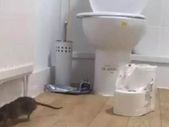 A rat in the family's bathroom
