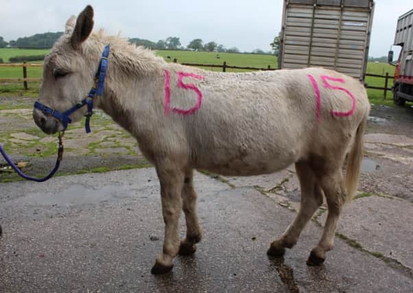 Covert video footage showing the "shocking and appalling" abuse of donkeys was released by the animal charity RSPCA, after a court was told how the herd, which gave rides on Blackpool beach, was subjected to a regime of cruelty and denied proper treatment from a vet at Fir Trees Farm, Salwick, near Preston. Some 16 dogs were also rescued.