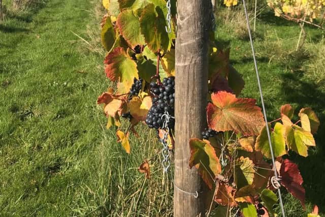 Amber Valley Wines vineyard