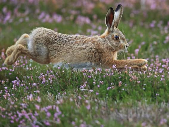 A reader is concerned about the future of hares in Britain