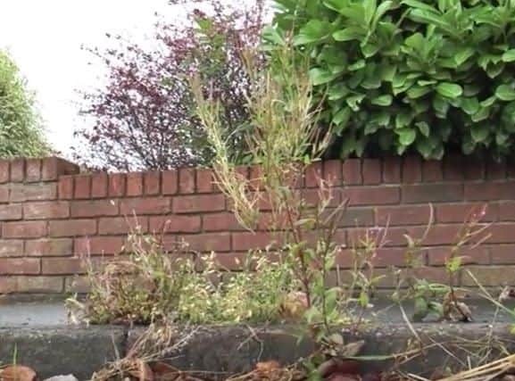 The county will continue to use a controversial weedkiller, but is investigating alternatives.
