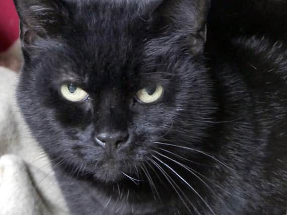 Tabitha, a peacock black cat in care at Cats Protection's Preston branch, is just one of 50 shades being to highlight the difference in colour between black cats. (s)
