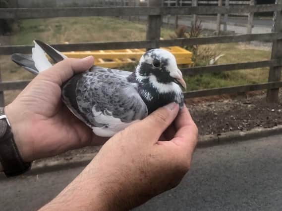 Pigeon rescued from a Leyland sewage works
