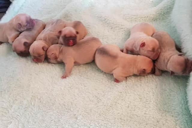 Eight French Bulldog puppies were stolen from a house