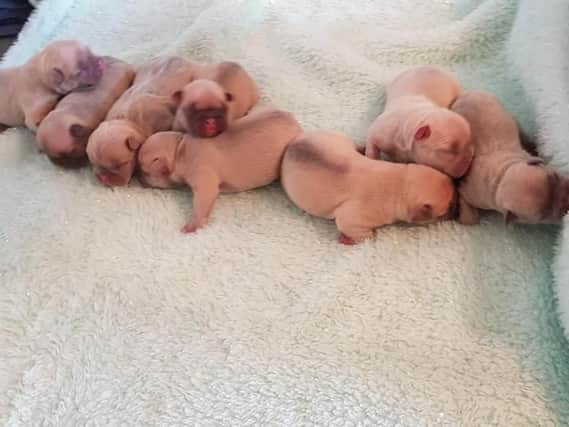 Eight French Bulldog puppies were stolen from a house