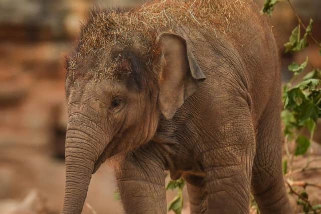 Elephant calf Nandita Hi Way who along with another elephant calf, Aayu Hi Way, died on Thursday from Elephant endotheliotropic herpesvirus