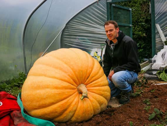 That is one massive pumpkin