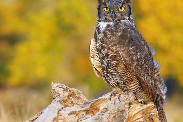 Lancashire Hawks and Owls will be at Barton Grange Garden Centre