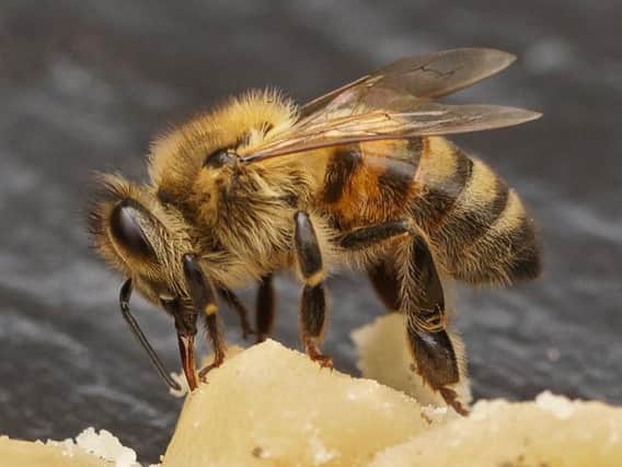 The picture of a bee eating homemade fudge taken by Simon Cordingley which one frst prize at The National Honey Show