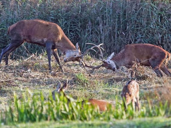 Red deer rutting at Leighton Moss