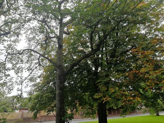 Trees causing problems have previously been "severely pruned"