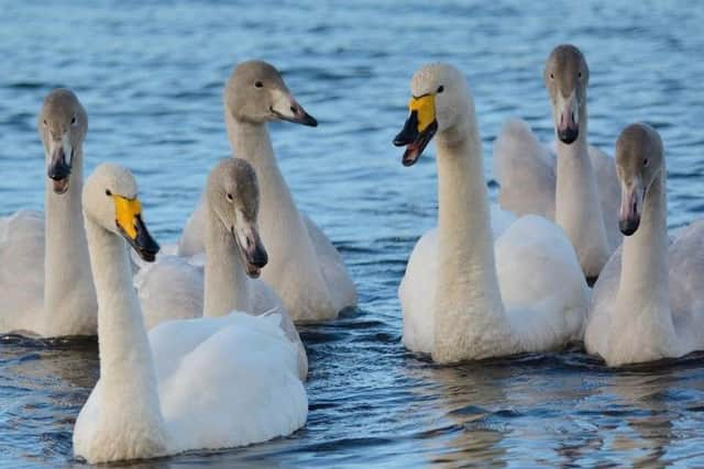 WWT Martin Mere is holding the North West Bird Watching Festival