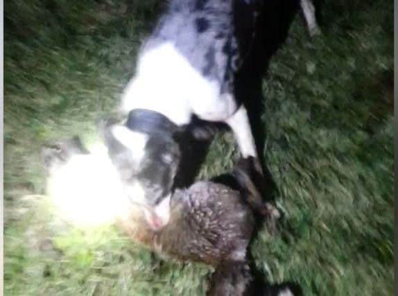 A still from the video that showed Whittam setting his dog on a fox. Video: RSPCA