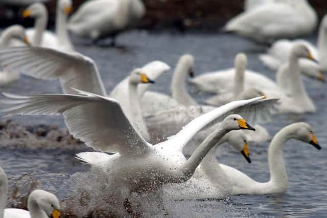 See the Whooper Swans at the Spectacular Bird Feeds at WWT Martin Mere