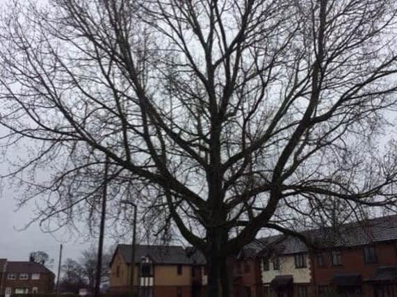 The tearaway tree in Ashton, Preston which residents claim is dangerous