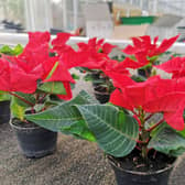 Levity Crop Science's tests have proved promising in delivering more silicon to plants such as poinsettias