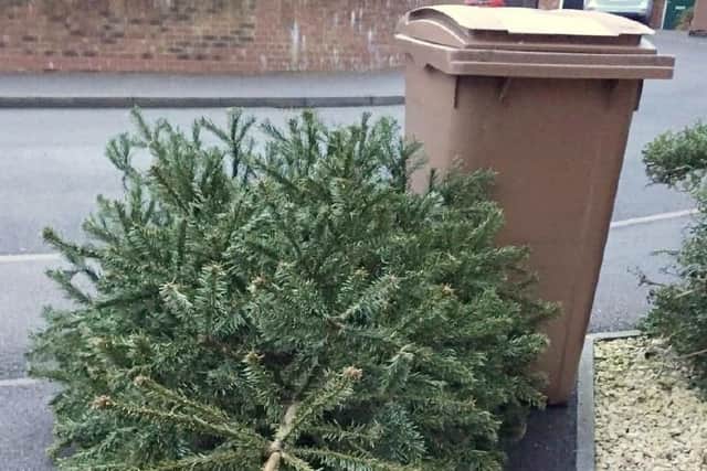 This is how to recycle your Christmas tree in Preston and when you can leave it out