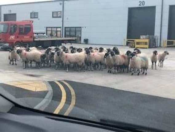 A herd of sheep outside a Starbucks drive-thru in Buckshaw Village.
