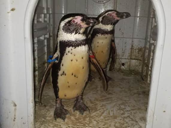The Humboldt penguins