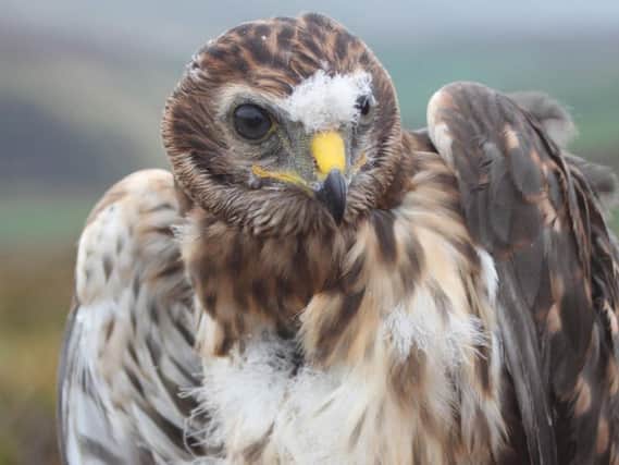 Bowland was home to the majority of hen harrier chicks born in England back in 2007
