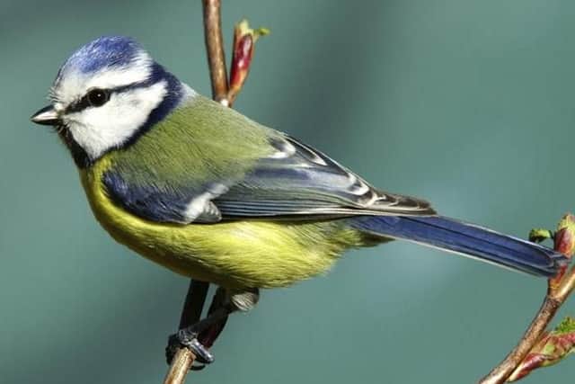 Why not take part in the Big Garden Bird Watch in Thornton Cleveleys?