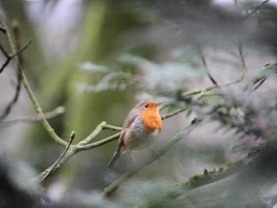 Readers are asked to join in the Big Garden Birdwatch  Picture: Matthew Armett