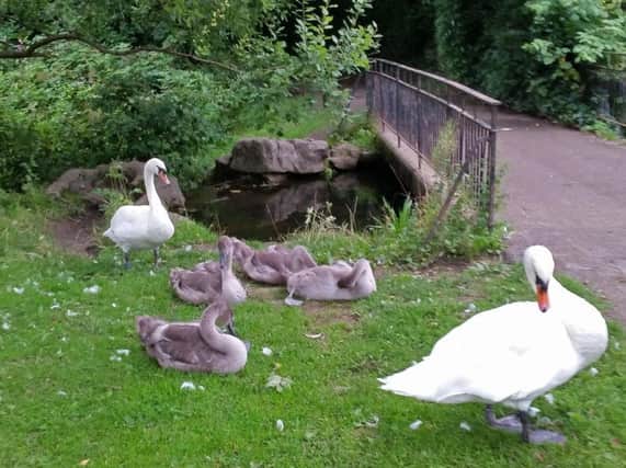 Swans settling down their cygnets for an afternoon nap in Haslam Park.
Pic: Corinne Cragg