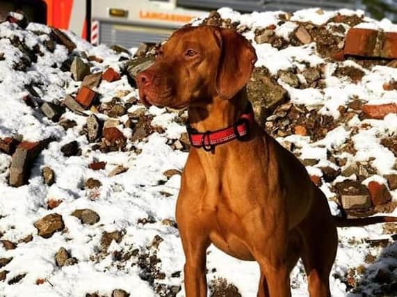 Lola the Hungarian Vizsler at the Chorley training centre. Photo: Lancashire Fire and rescue