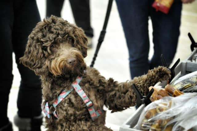 Betty enjoys a visit to the dog treat stall