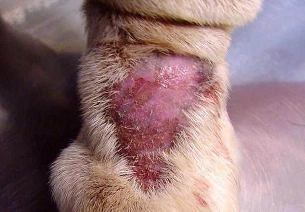 The disease was first seen in Alabama, USA in the 1980s. Pic - Vets 4 Pets.