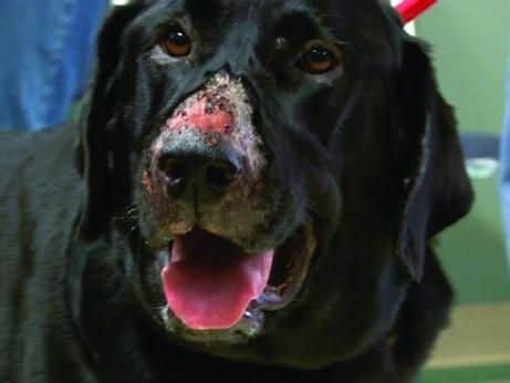 The disease causes lesions on the skin and in the mouth, which look like bites, sores, wounds or stings. Pic - Vets 4 Pets