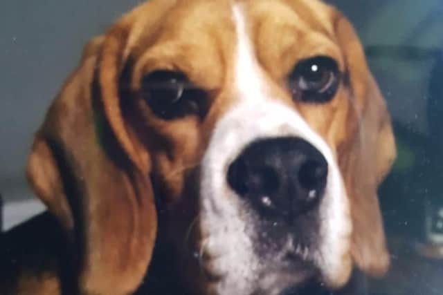 The missing Beagle named Ollie