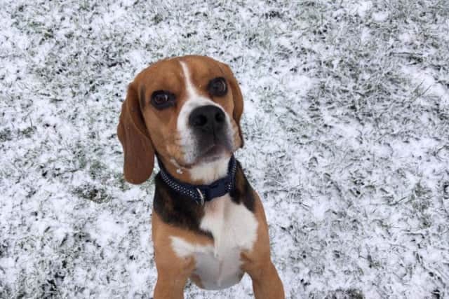 Missing Beagle Olly has been reunited with his owners