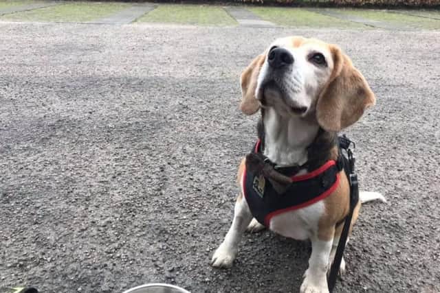 Iain's Beagle, Holly, helped find Olly