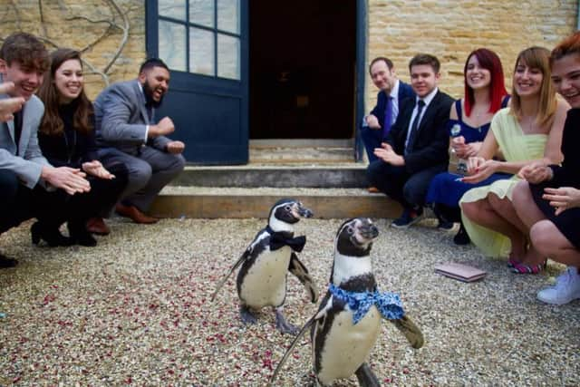 Humboldt penguins Pringle (left) and Ferrari