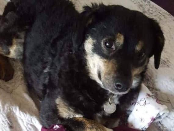 Kim, a Romanian rescue dog, has been missing from Garstang since Friday, February 8.