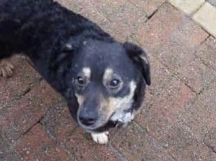 Kim is described as being similar in size to a Jack Russell terrier.