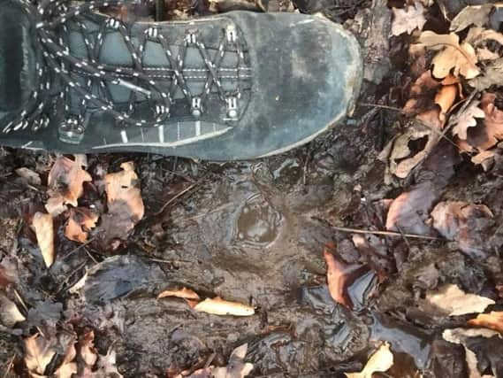 This is one of several paw prints discovered in Bluebell Woods near Leyland. For comparison, the boot in the picture is a size 10. Pic - Dave Pearson.