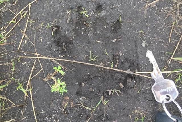 Is this evidence of a "big cat" prowling the woods around Eccleston, near Chorley? Pic - Fran Coates.