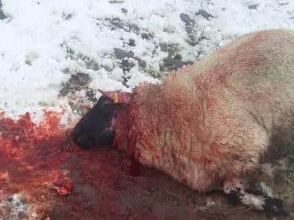 This sheep was killed by a dog in Rivington in January.
