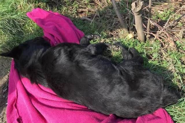 The Labrador and Collie cross was hit by a car after slipping its lead, which was found tied to a fence some 300 yards away.