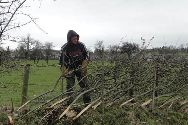 Families will enjoy a day out in the countryside for the Bowland Hedgelaying Competition