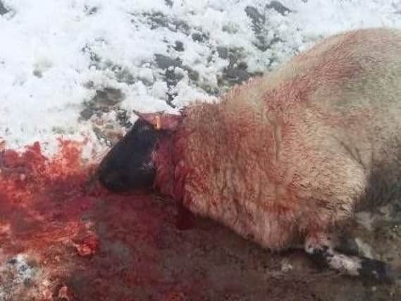 The shocking image of one of Megan Needham's sheep after it was attacked by a dog