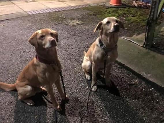 These two drug dogs have been on  patrol in Chorley in a crackdown on cocaine. Photo: Chorley Police