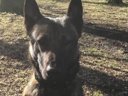PD Jax and his handler have recovered a machete, crowbar and knives suspected of being used in the attack on a Runshaw College pupil on Monday, March 4.