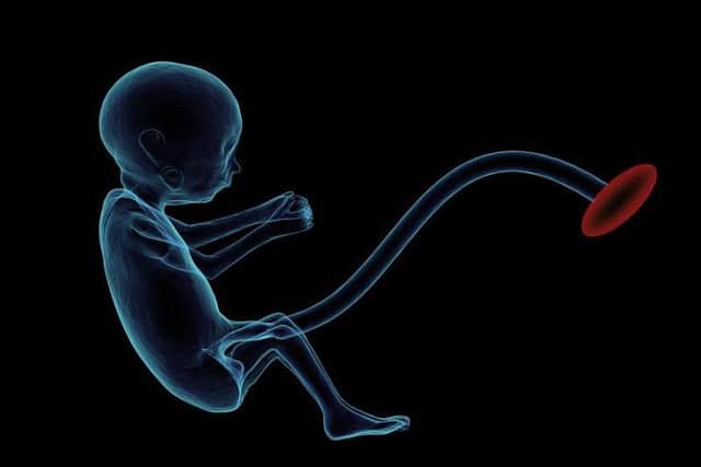 A baby in the womb