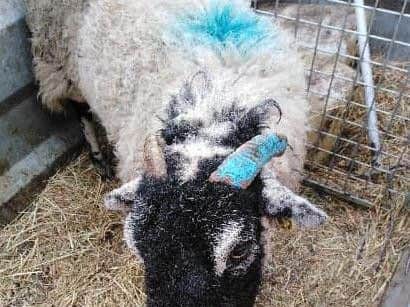 One of two sheeps attacked at Higher Knoll Farm in Rivington on Tuesday, March 5. It is one of a number of sheep worrying incidents on the farm in recent weeks.