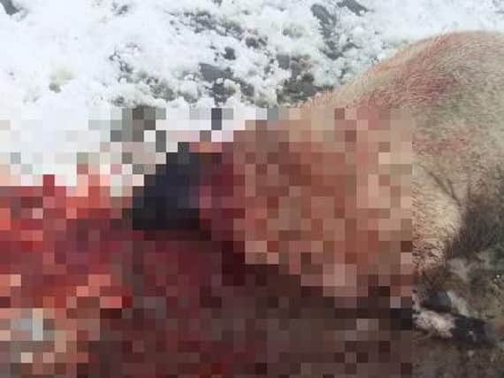Pixelated image of one of the sheep mauled to death at Rivington