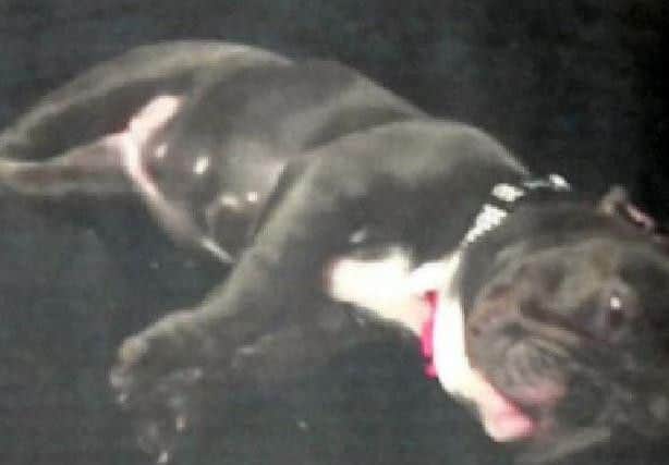 The French bulldog puppy was only five-months-old when it was stolen from Michelle's home in Tulketh Crescent, Ashton.